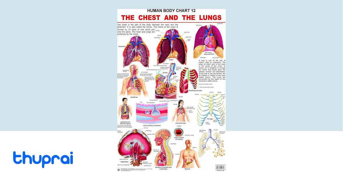 The Chest & the Lungs [Poster] [Jan 25, 2012] Dreamland Publications by ...