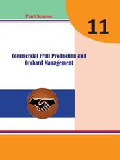 Commercial Fruit Production and Orchard Management: Grade 11