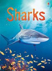 Sharks (Usborne Beginners) (Beginners Series)