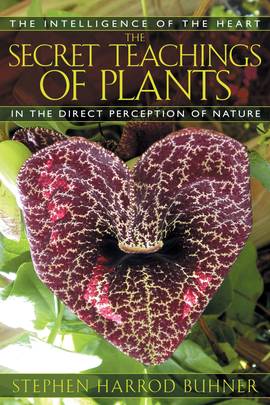 The Secret Teachings of Plants's front cover